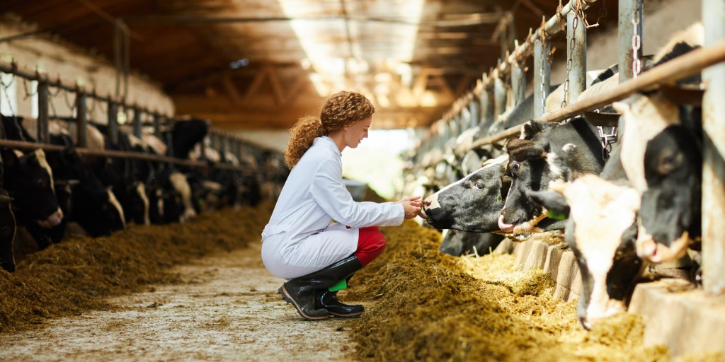 Agricultural commodities are crops and livestock that are raised and harvested to provide food, fibers, and increasingly, fuels. Agricultural commodities are crops and livestock that are raised and harvested to provide food, fibers, and increasingly, fuels.
